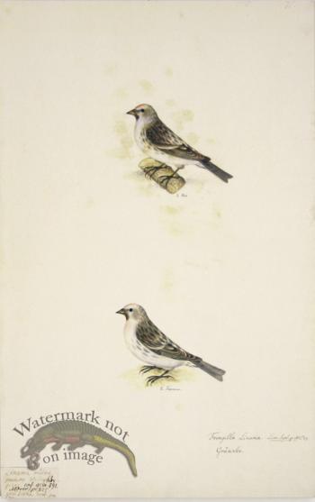 75 Swedish Birds . Fringilla Linaria, Finch, M&F